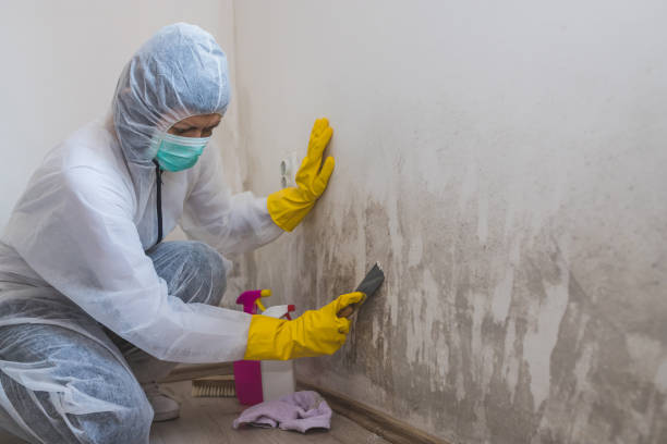 Best Bathroom Mold Remediation in Ashland, OH
