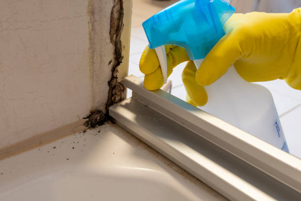 Best Localized Mold Remediation (e.g., coastal areas, humid climates) in Ashland, OH