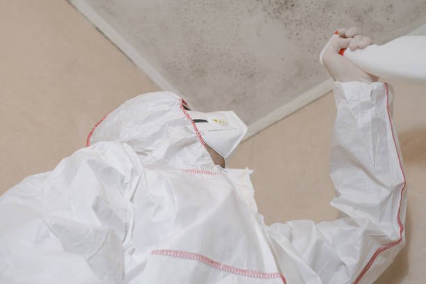 Best Black Mold Remediation in Ashland, OH