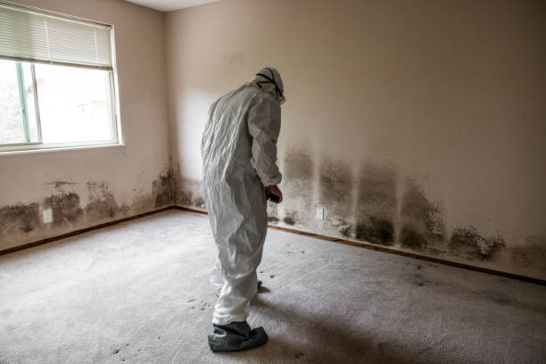 Best Post-Flood Mold Remediation in Ashland, OH