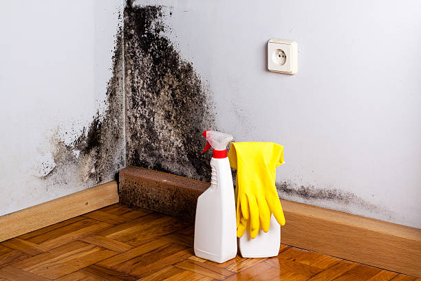 Best Localized Mold Remediation (e.g., coastal areas, humid climates) in Ashland, OH