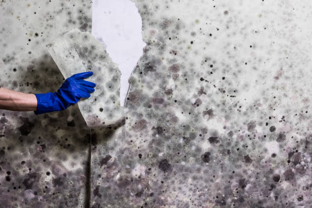 Best Residential Mold Remediation in Ashland, OH