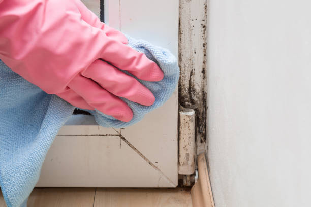 Best Emergency Mold Remediation in Ashland, OH